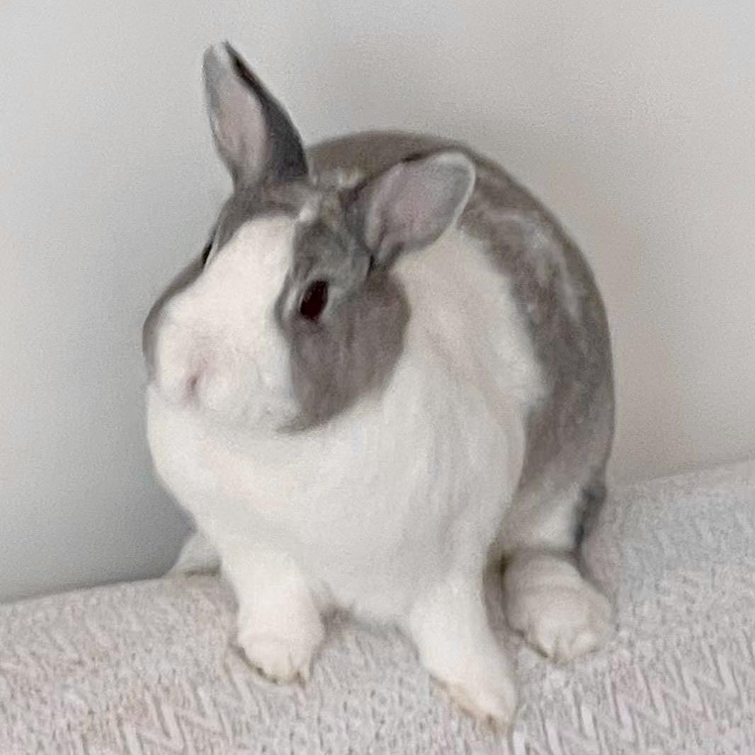 肥兔嘟嘟🐰