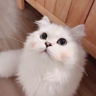 小小李（小李动力）Boss