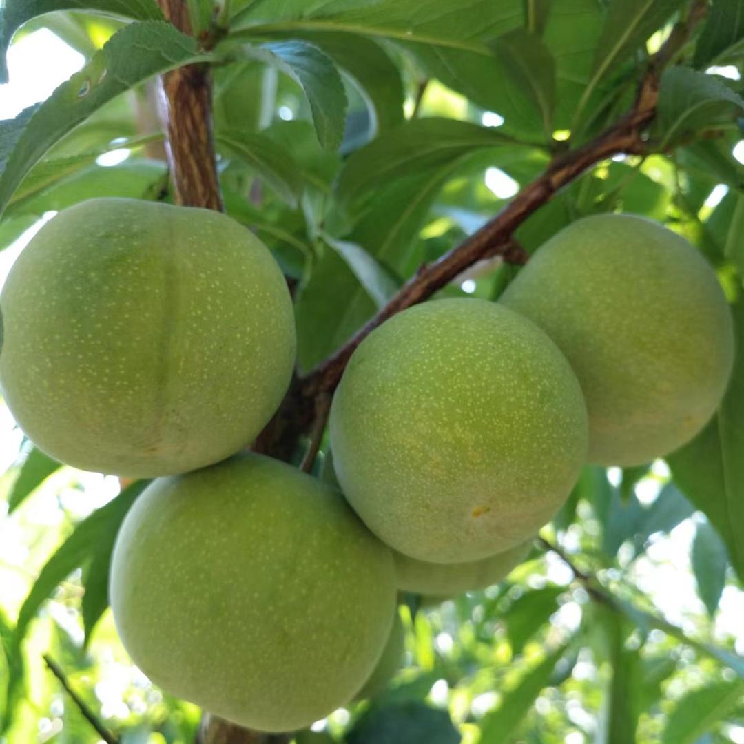 万州分水青脆李