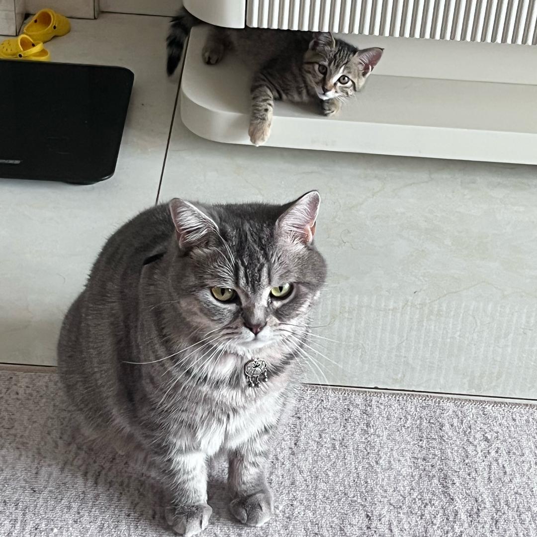 周妙妙和小鼻嘎の日常生活（去流浪版）