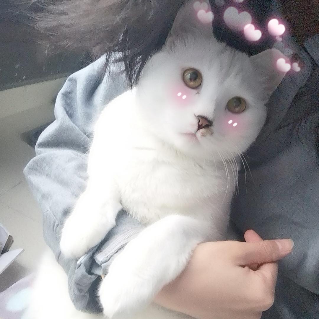 Z陈小哈