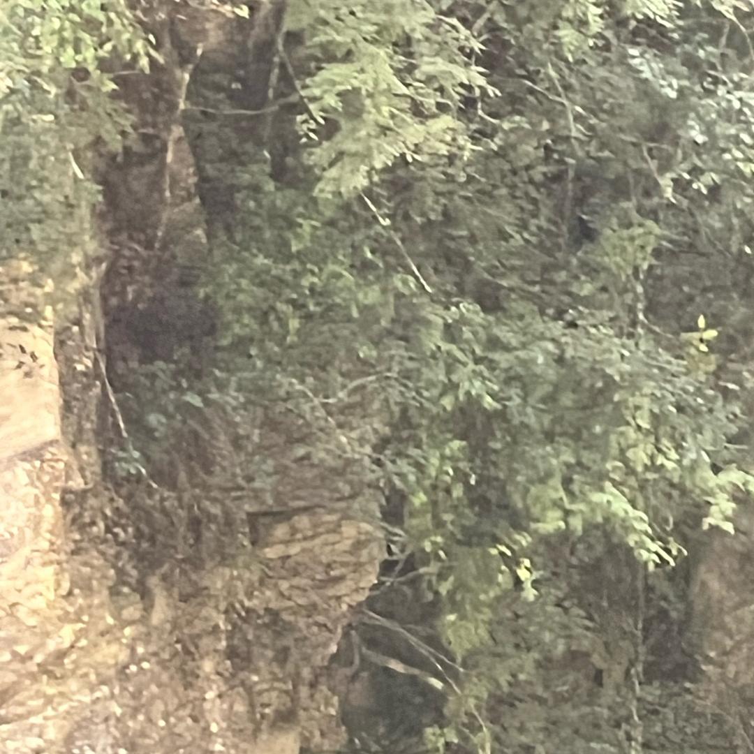 孤傲的狼🐺