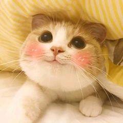 金豆子