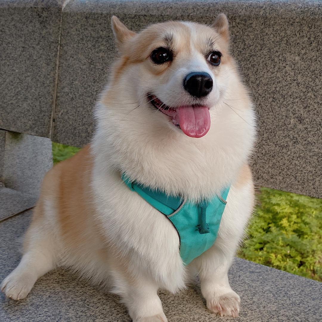 君玛天是柯基