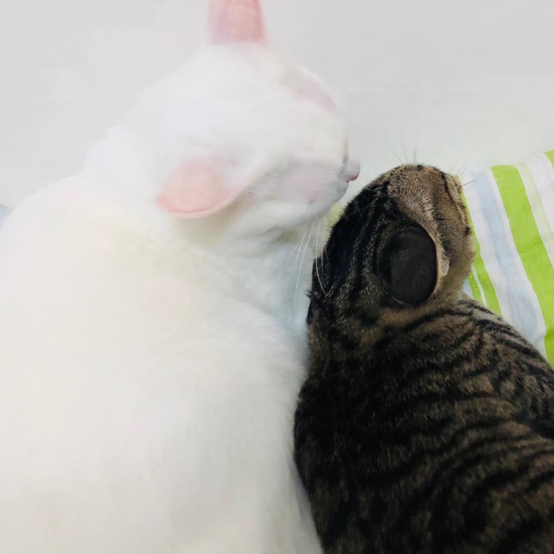 爱睡觉的呼噜猫