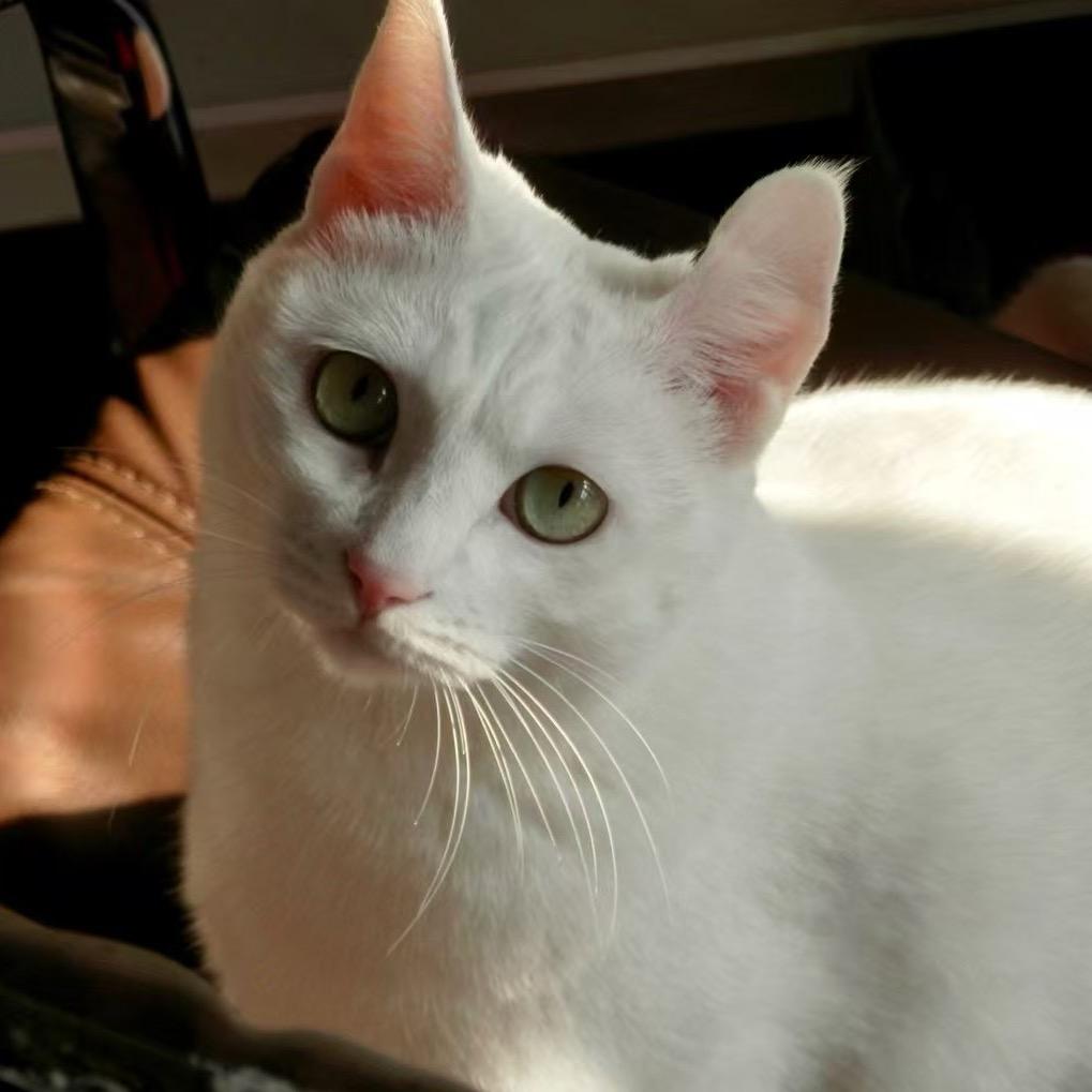 喵了个幺幺🐈