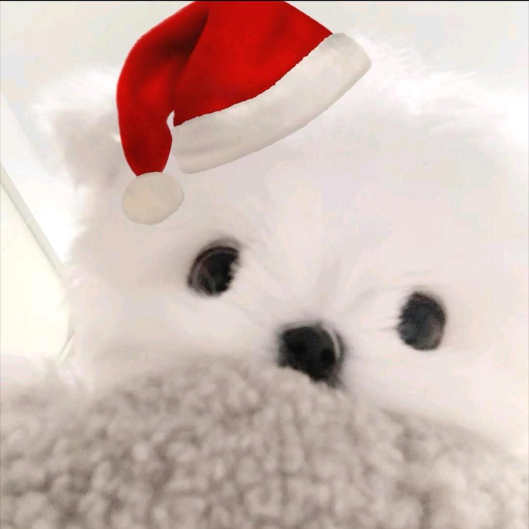 牙牙狗