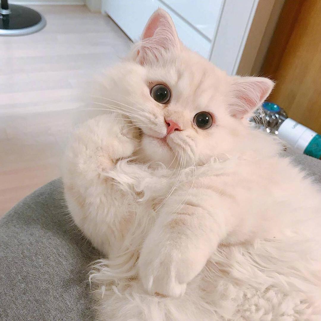 奶猫