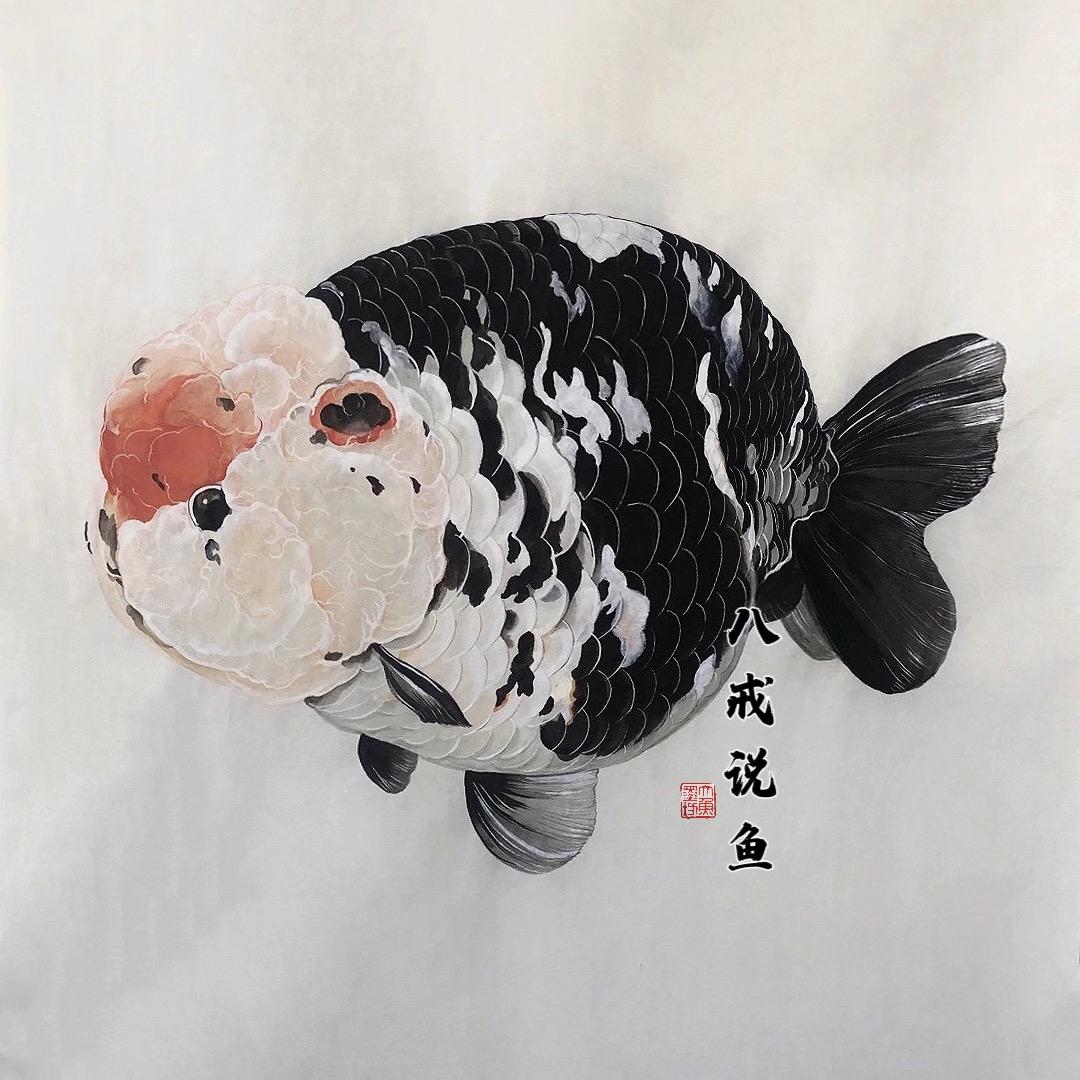 八戒说鱼