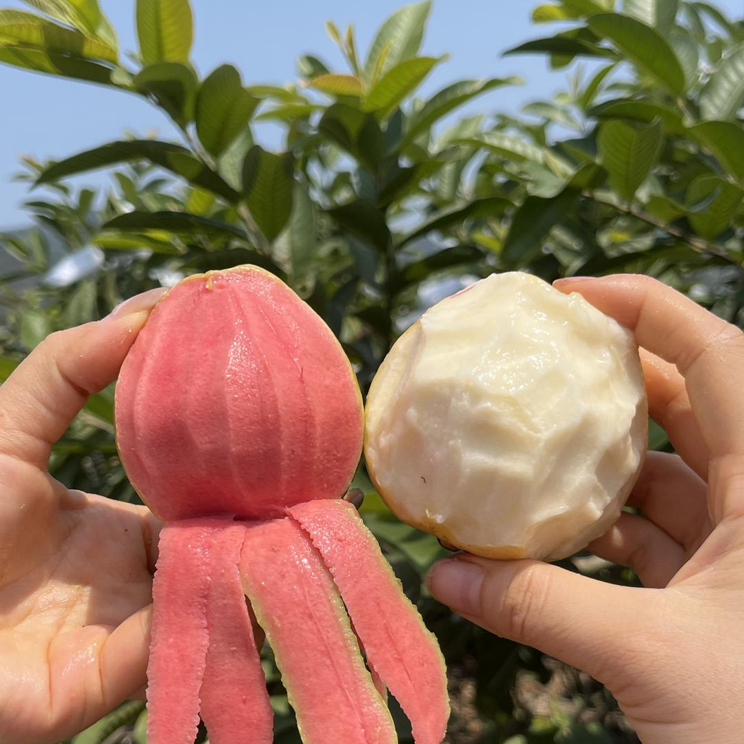 纯香果软芭乐果园