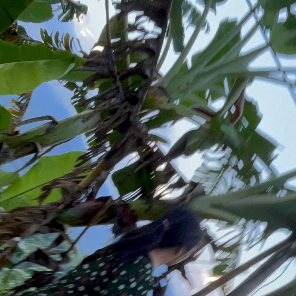 果子🍒熟了