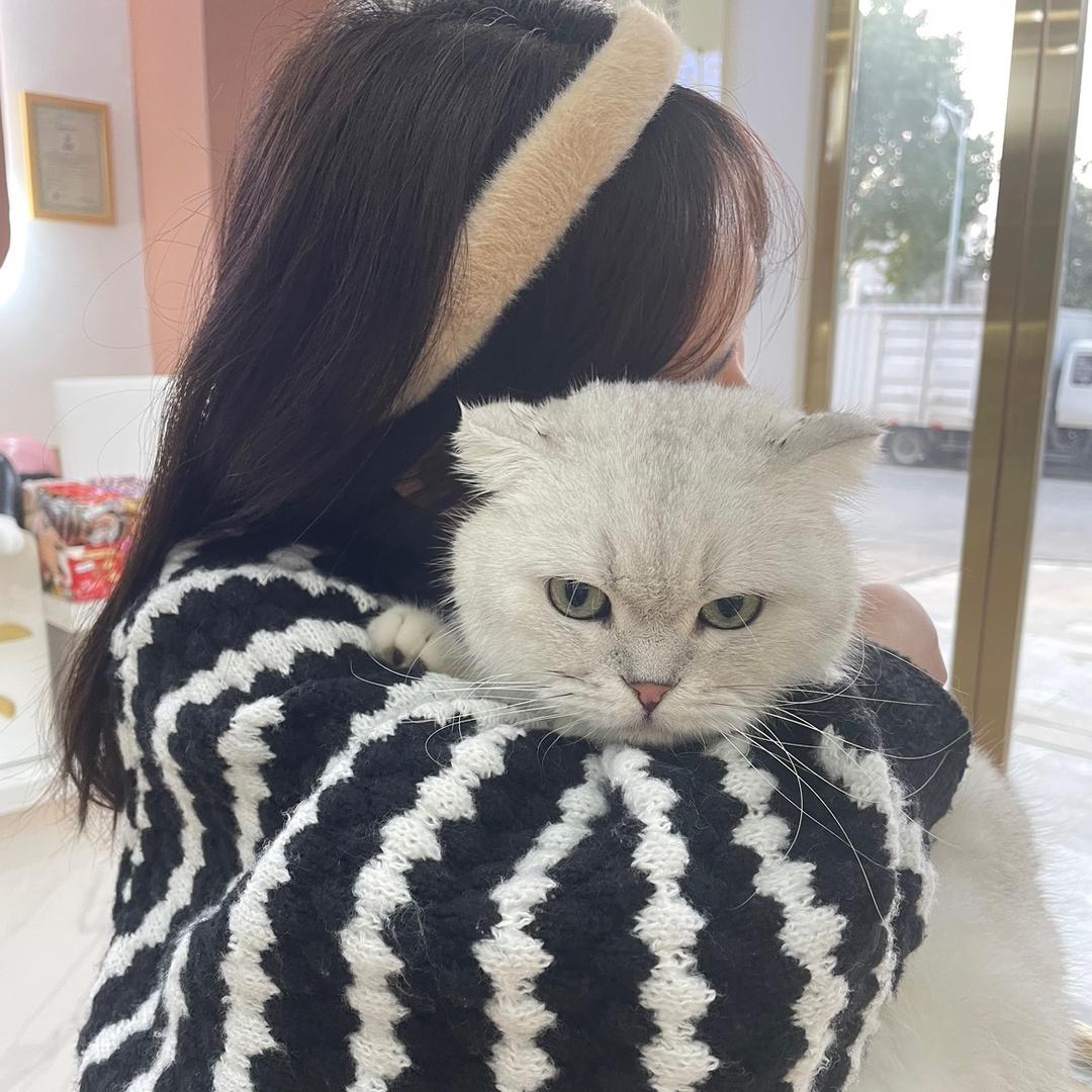 小燕子