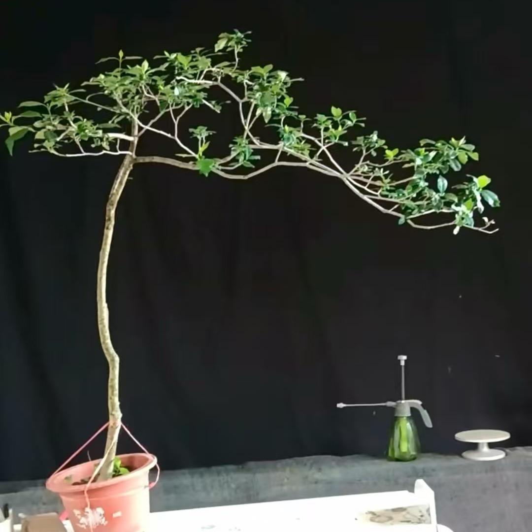 仨盛花卉盆景