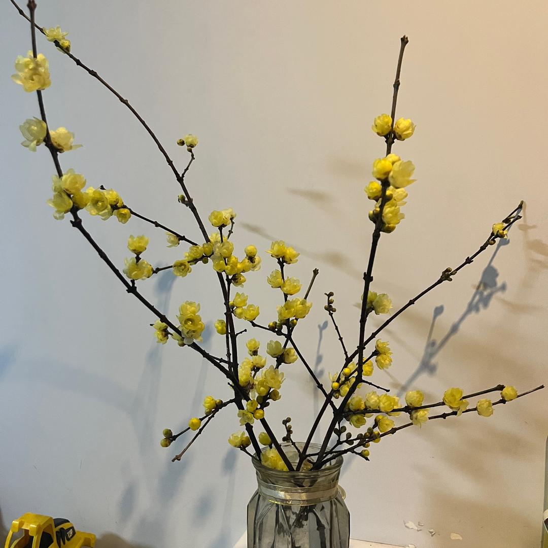 娃哈哈哈哈哈哈