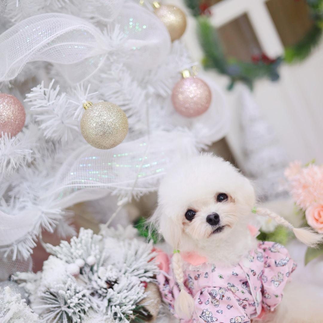 中牟县有间宠物馆