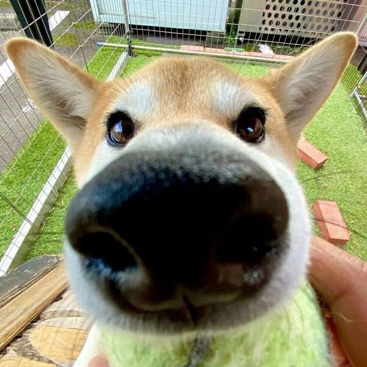 聪明蛋