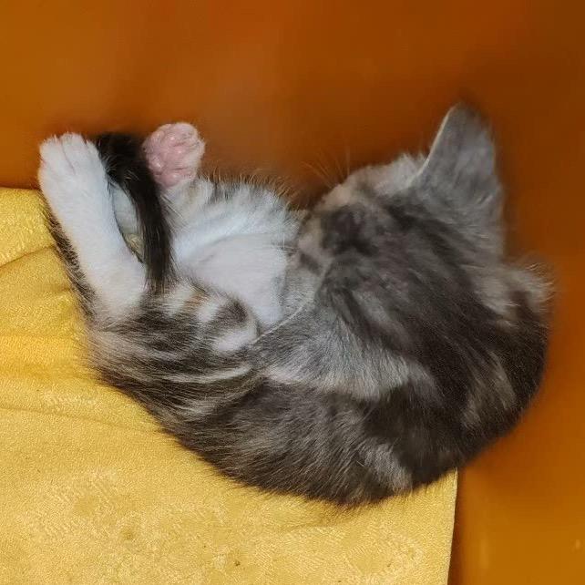 糖果是两只喵🐱