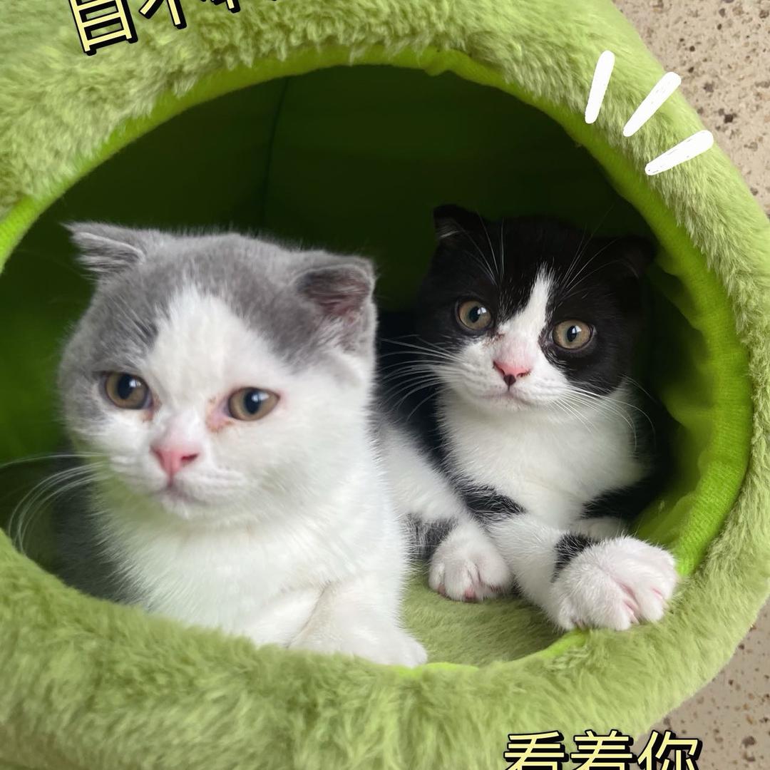 小灰豆是只猫
