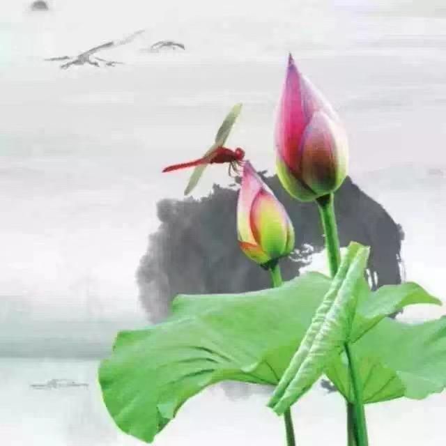 菡萏
