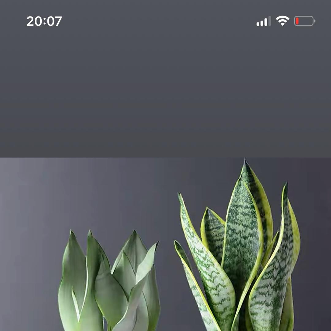 ZL园艺绿植