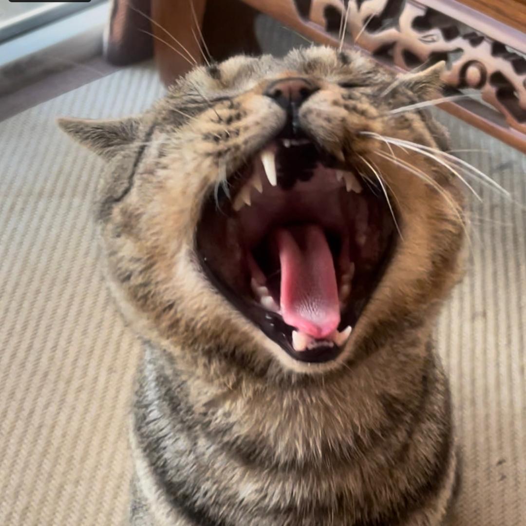 老愣是只猫🌟