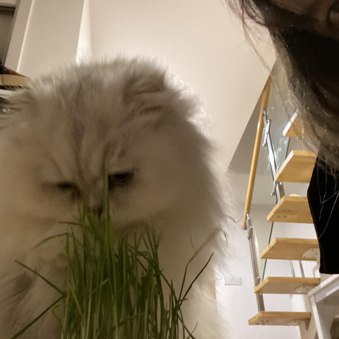 戴小戴纯手工穿戴甲