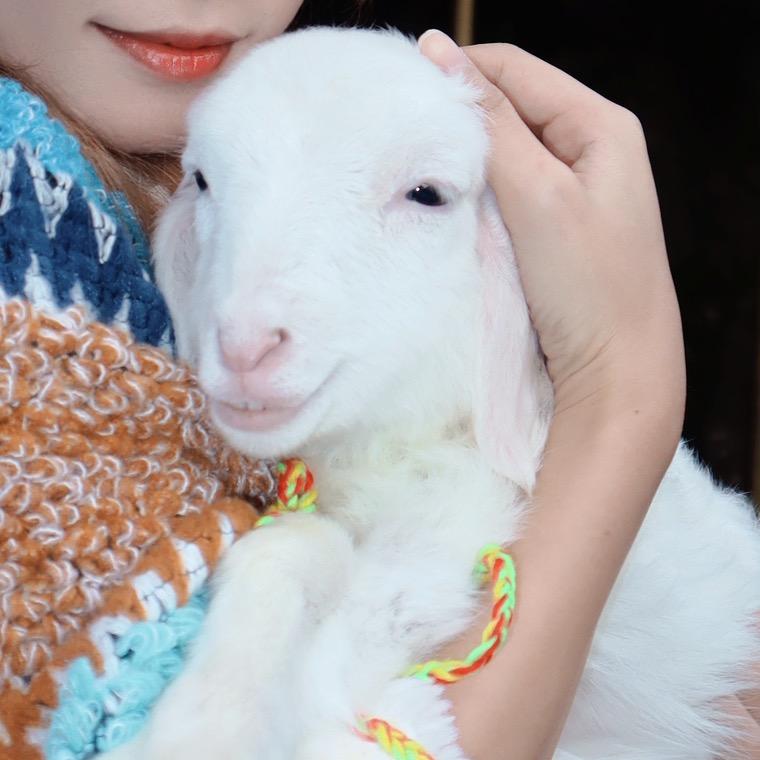 懒洋洋大战沸羊羊掉的羊毛🦙