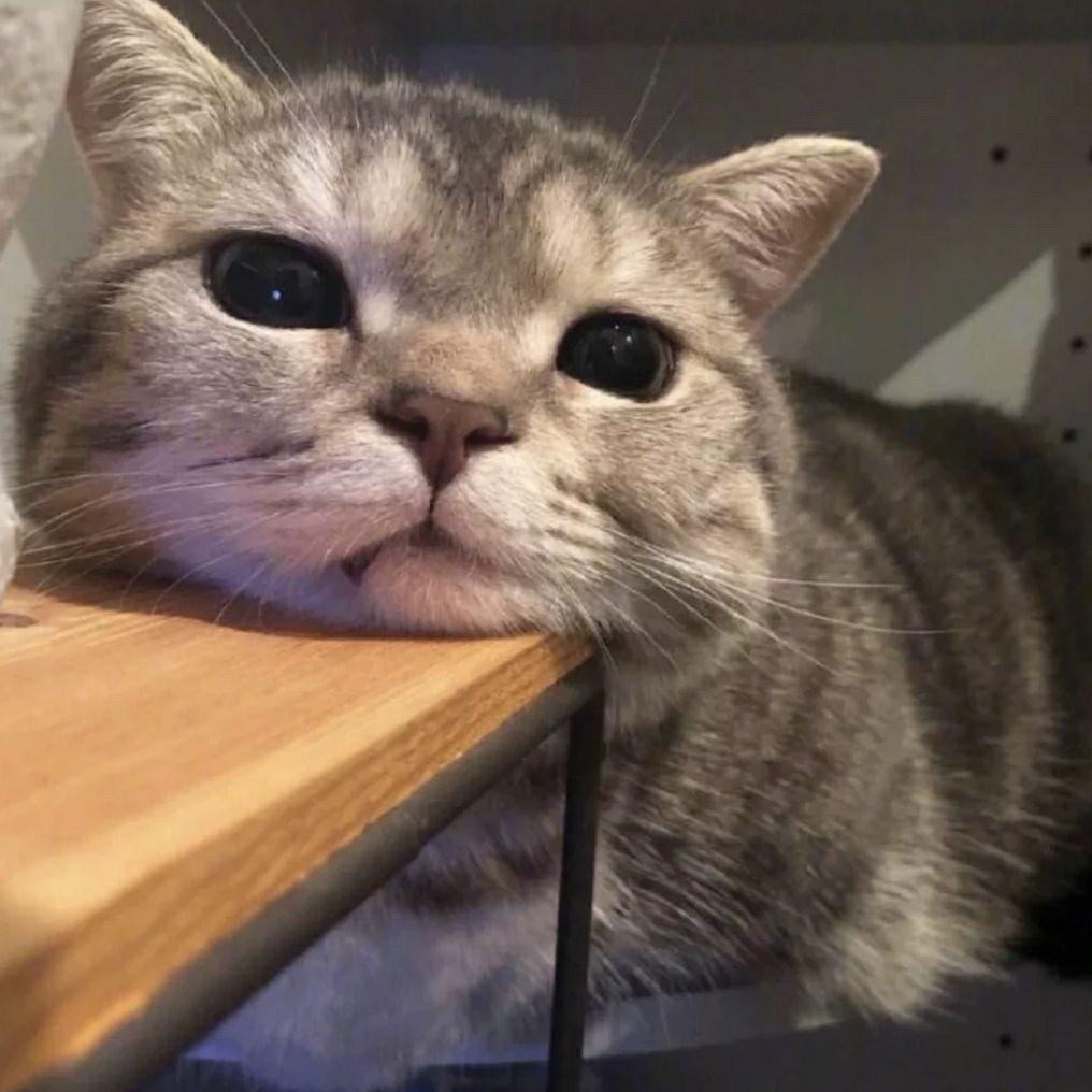 我会有猫的