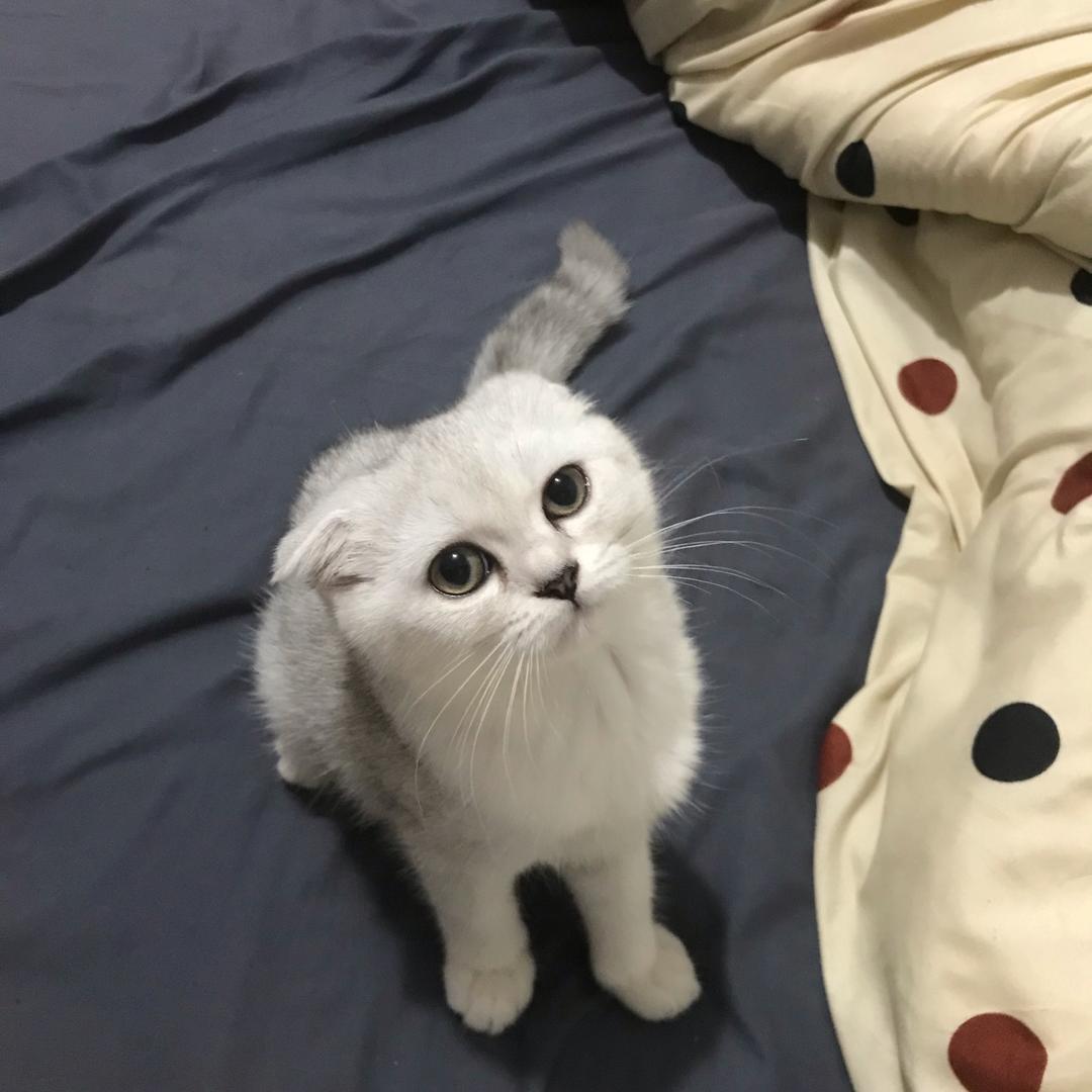 Leo和他的卡卡🌝