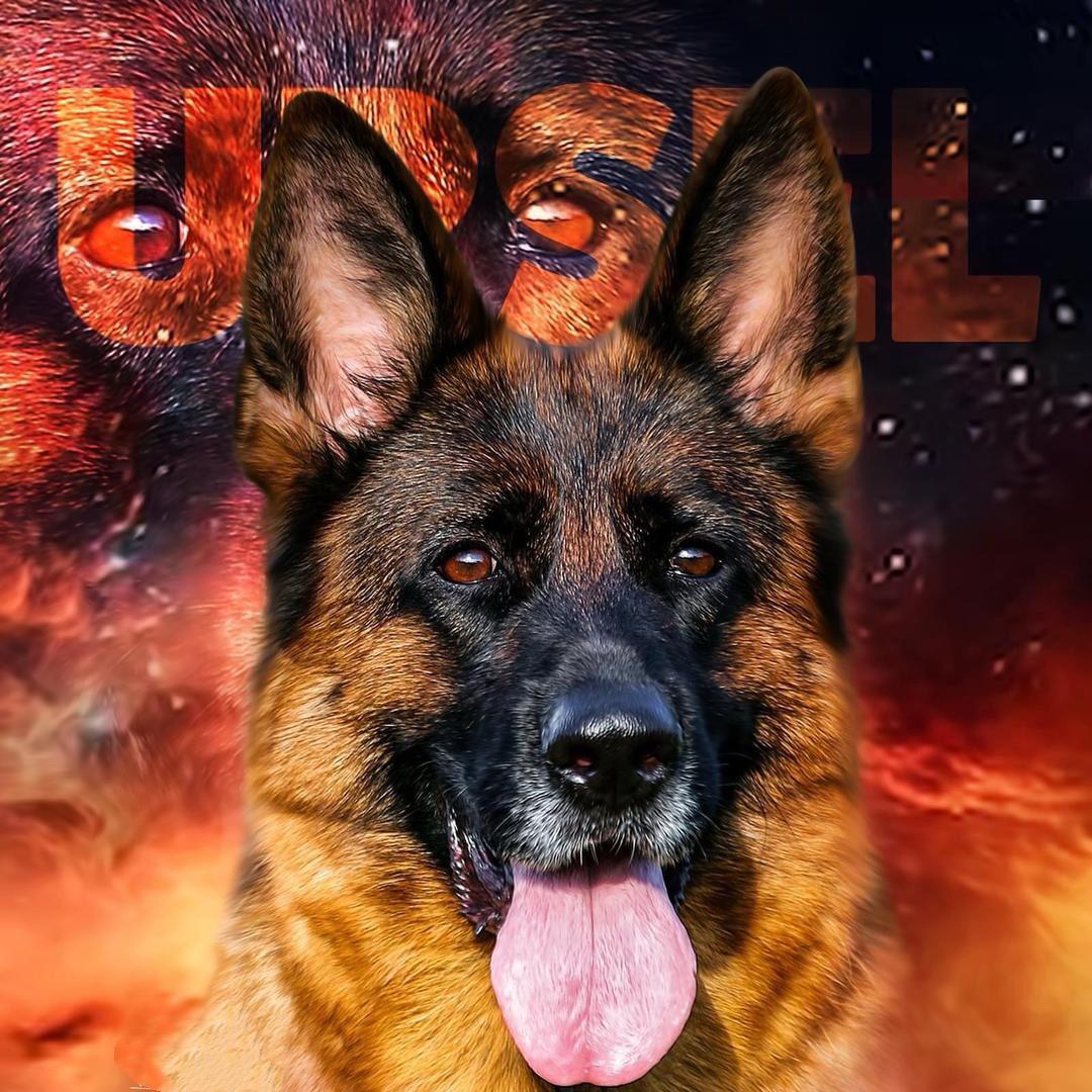 csv赛西犬舍-德牧