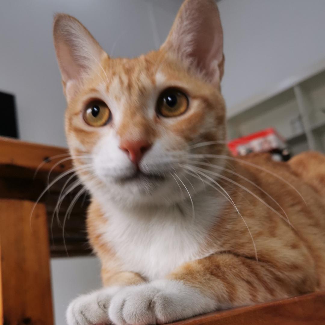 路儿是只猫