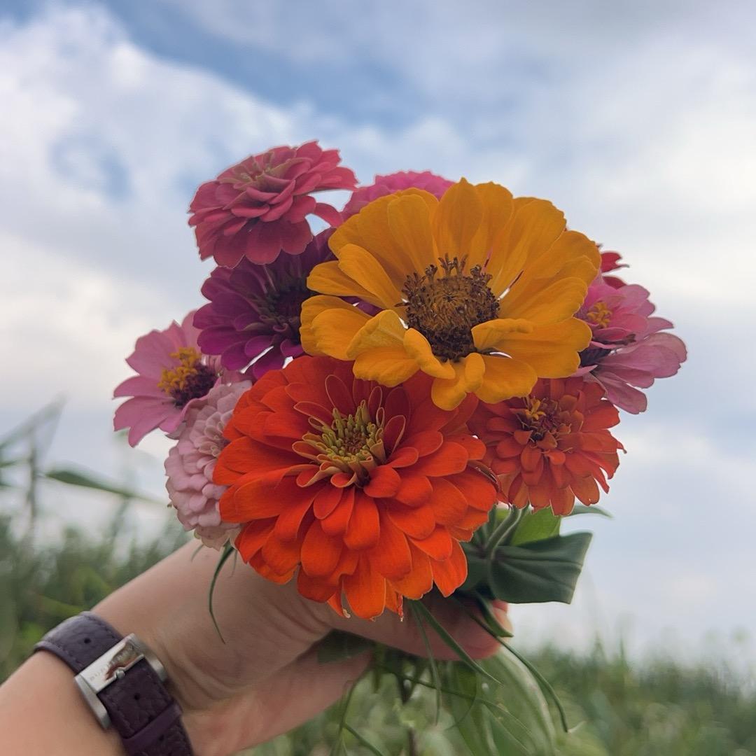 青菜·