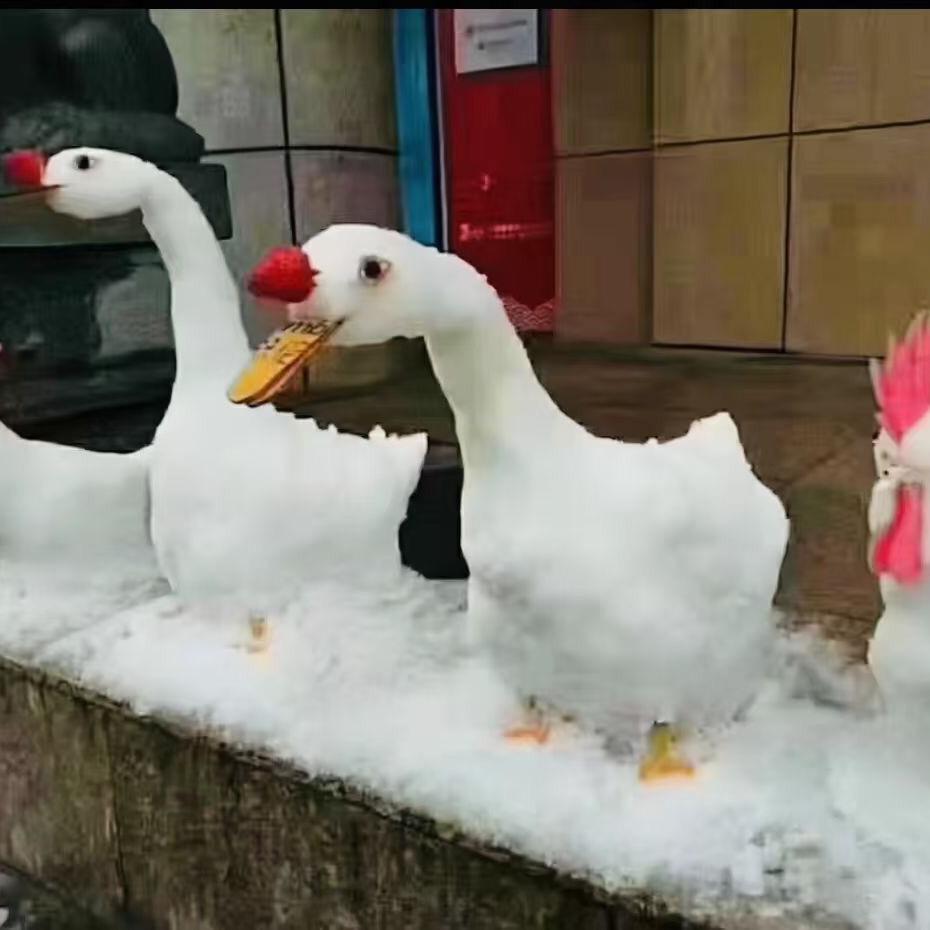 鹅鹅鹅☃️