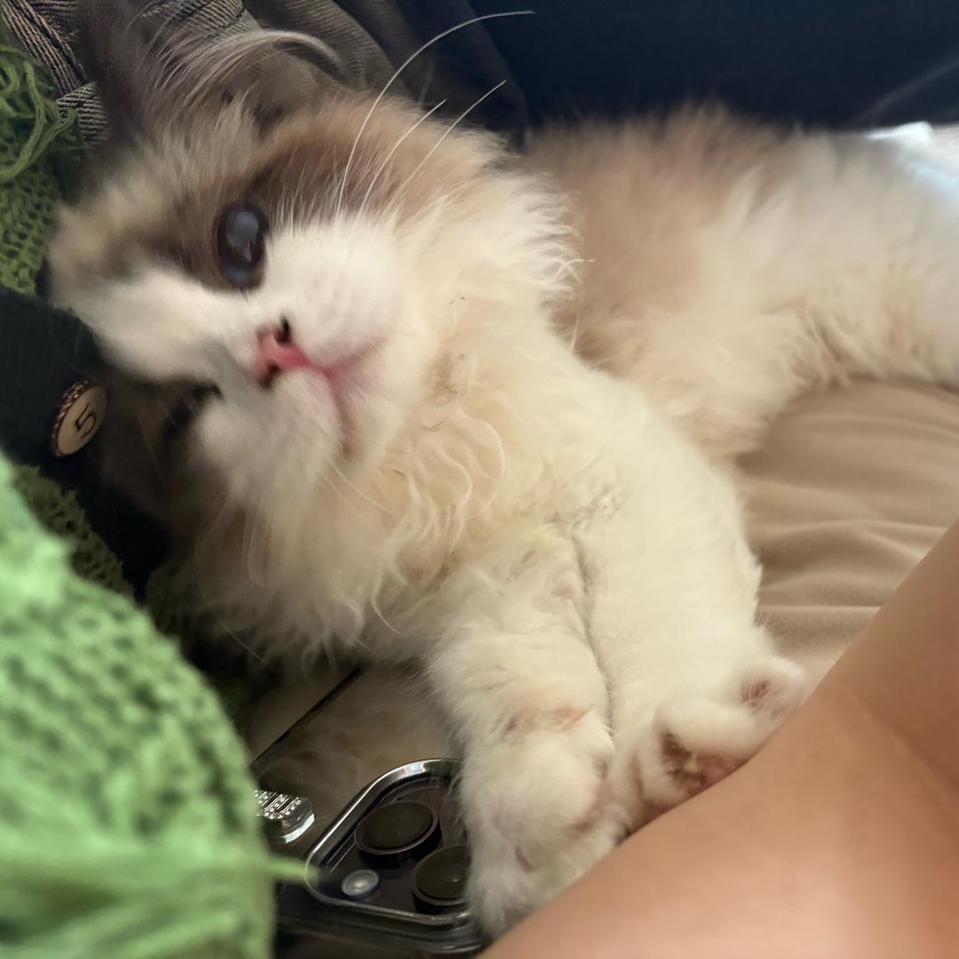 崽崽💕