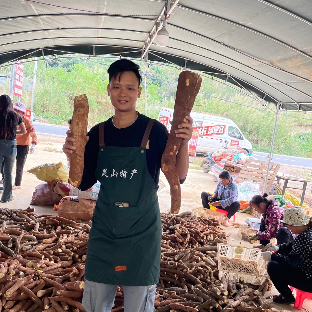 广西老表(黄心木薯季)