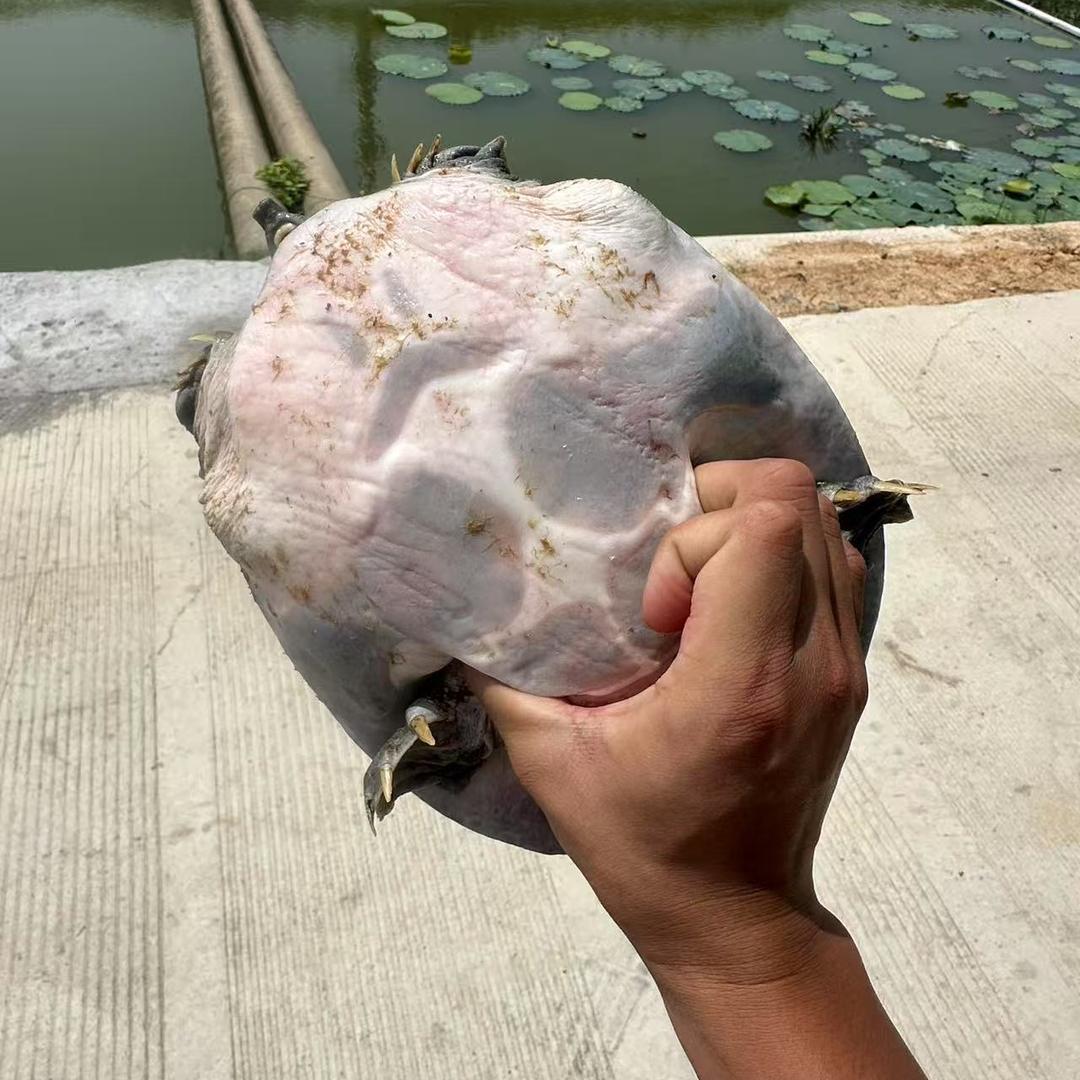 姐妹生态老甲鱼