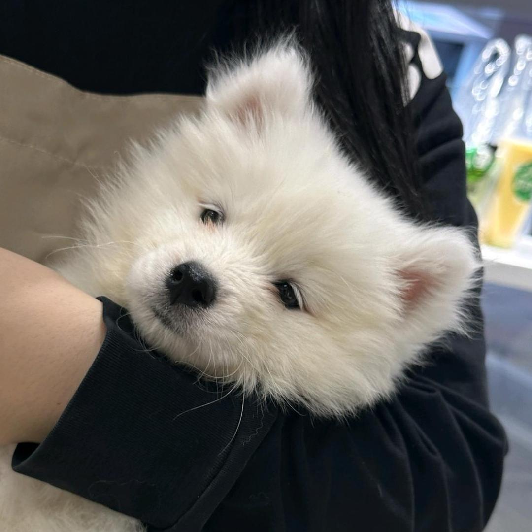 小胖蛇
