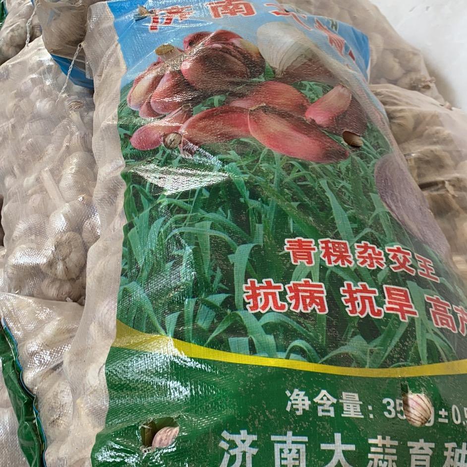 济南大青稞蒜种有限公司