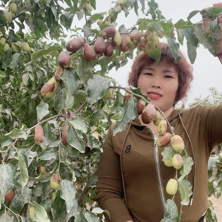 嫂子家的红枣