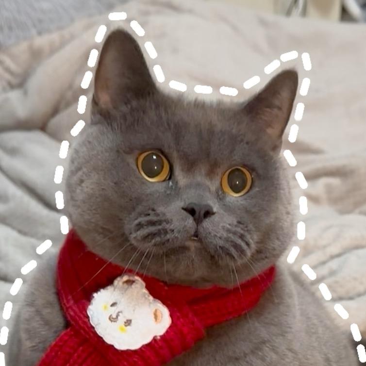 半斤八两是只猫