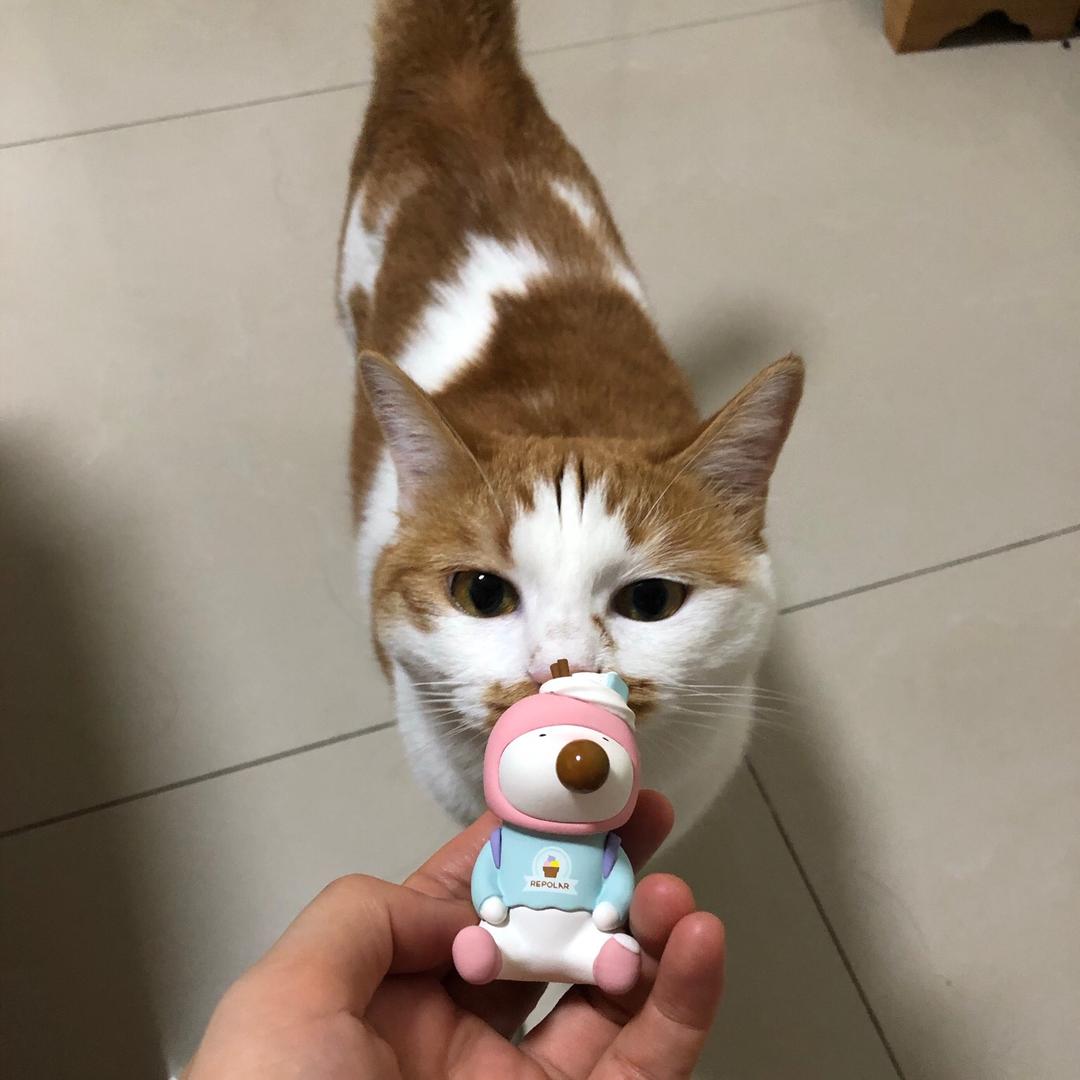 戚风一家的日常