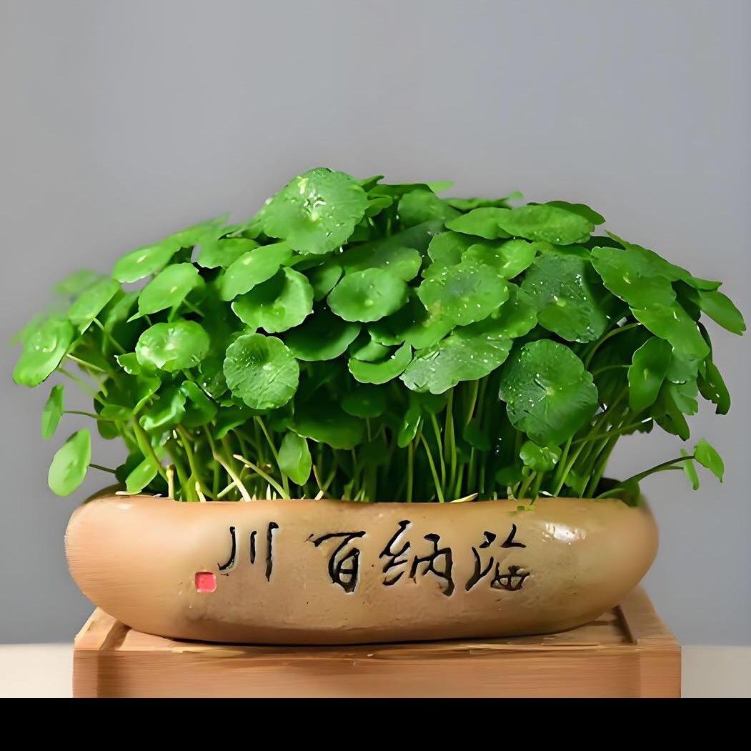 文青爱美食
