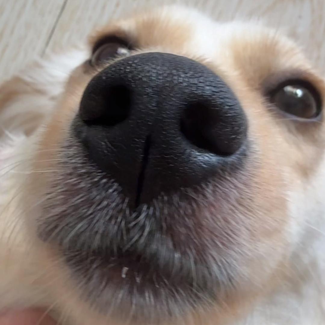 软子.