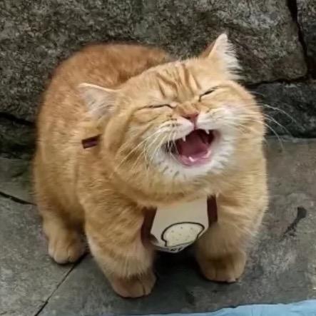 一粒栗子