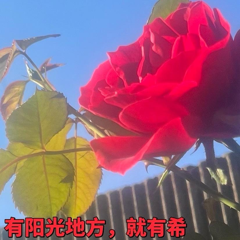 烂肚宝（岩寺嘻哈）