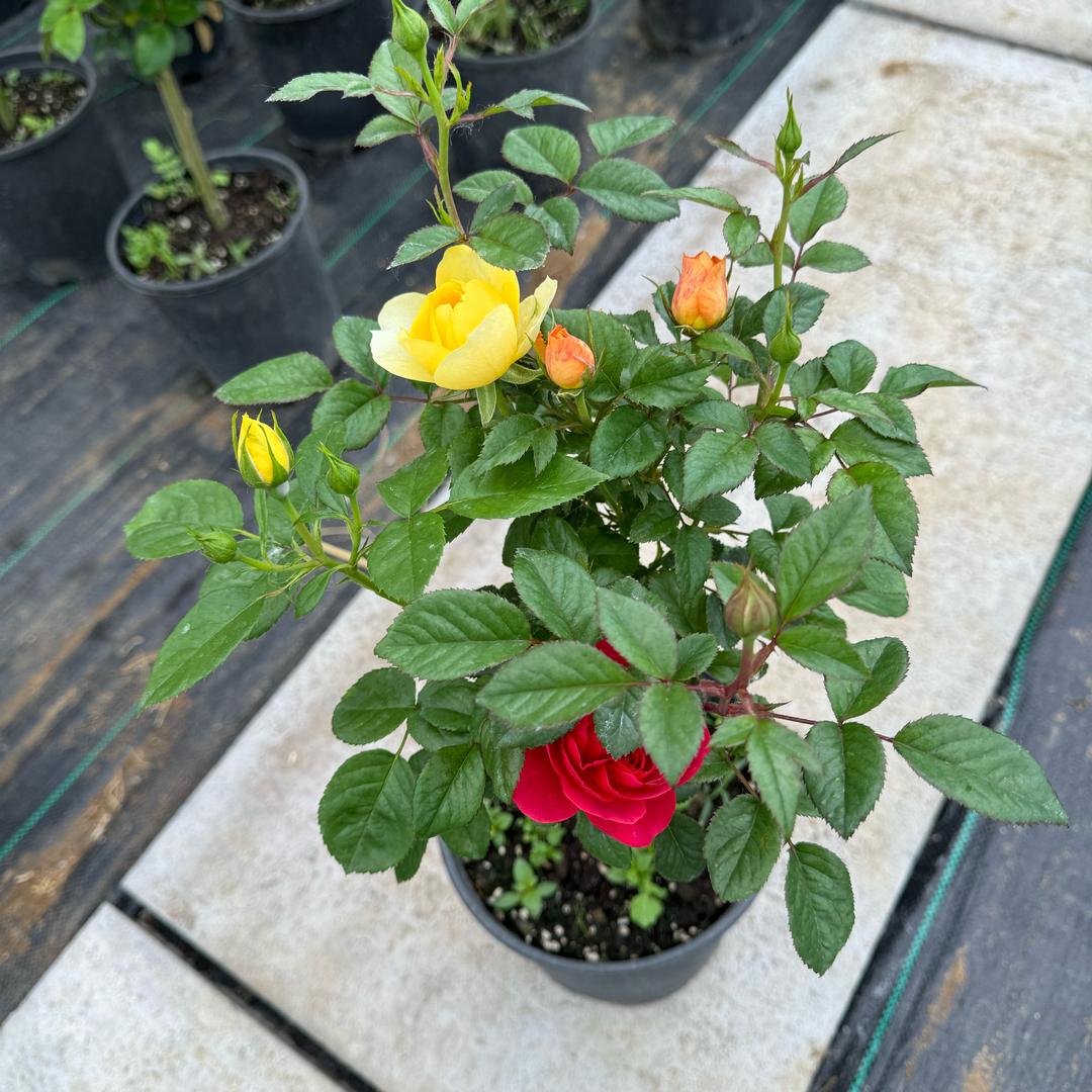 景朦家花卉园艺