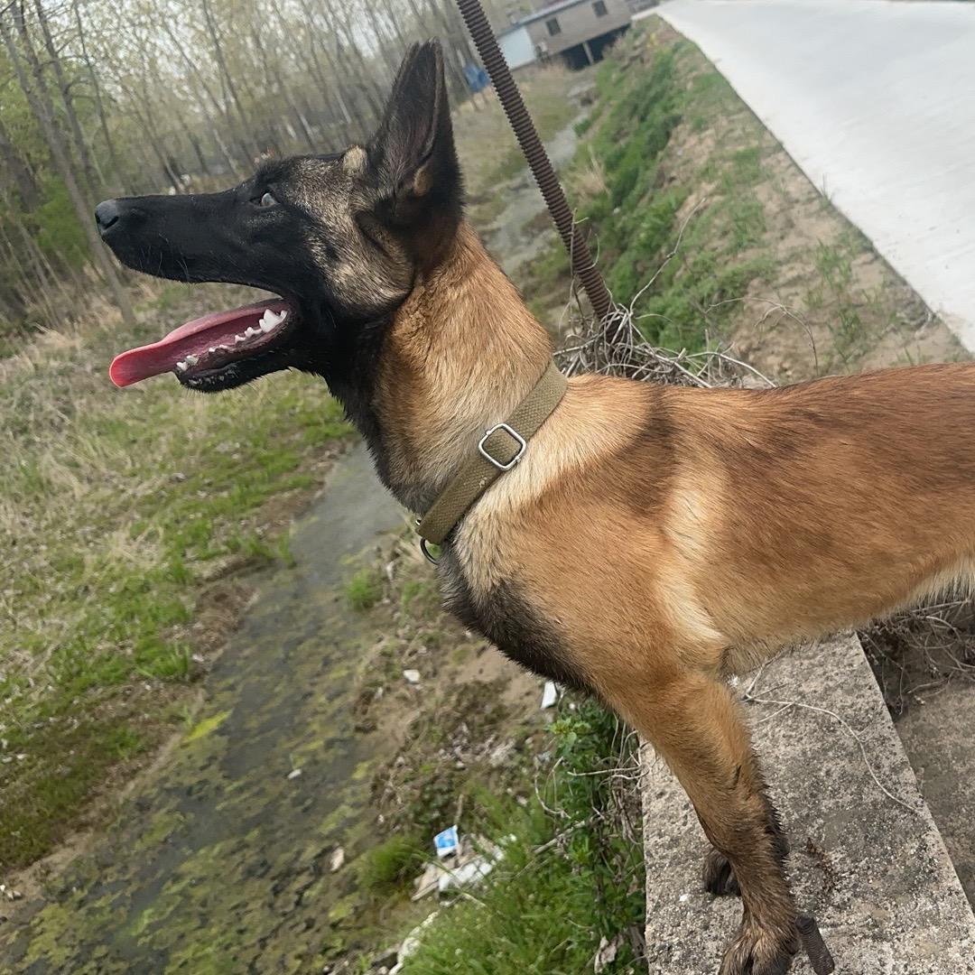 马犬爱好者