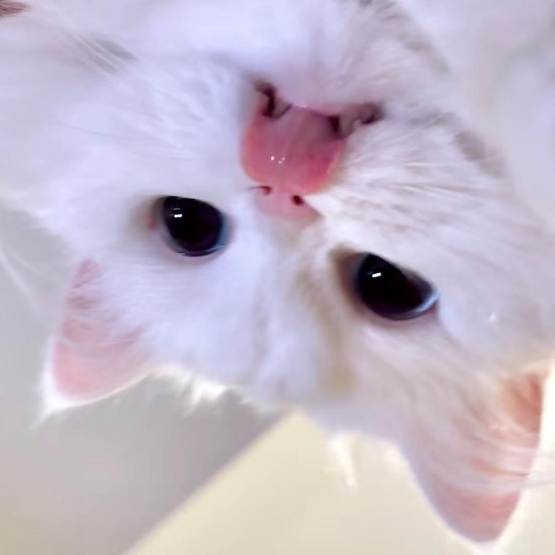 咩咩.