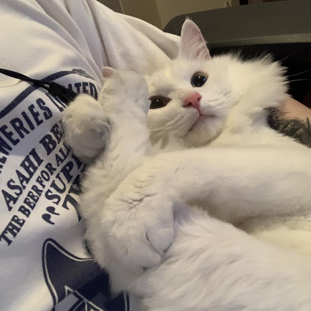 昂鱼是只猫