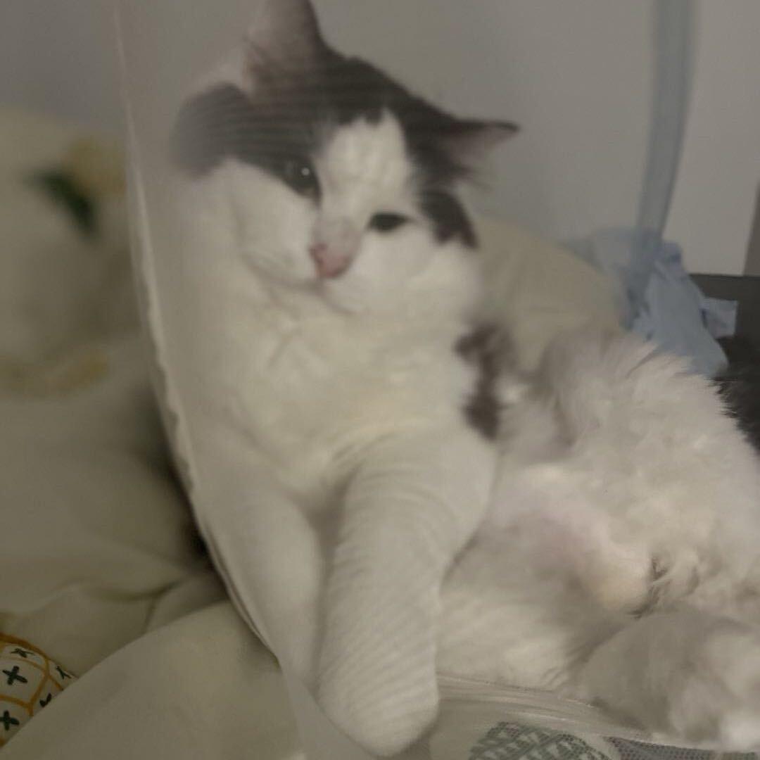 爱上咪，是命中注定